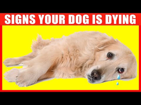 YouTube video about: Will metformin hurt my dog?