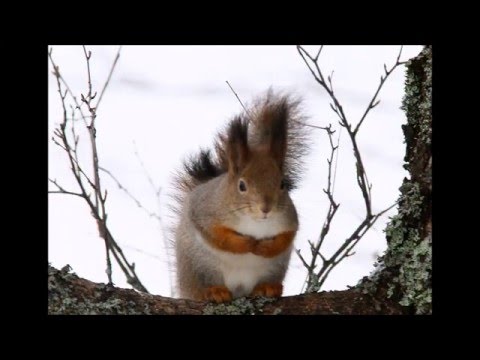 Laulu Oravasta Olavi Uusivirta