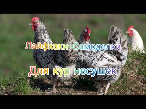 Самоделки-Лайфхаки для кур несушек и других птиц своими руками.