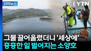 [자막뉴스] 40년 어민도 이런 일 처음...소양호 상류 3주째 이상 현상 / YTN