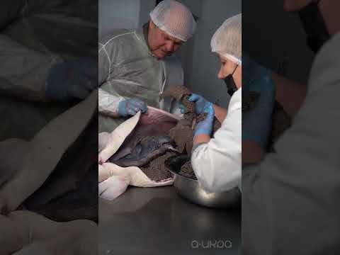 Как производят черную икру белуги?