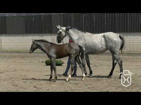 Holsteiner Fohlenchampionat 2017 - Bordesholm - Siegerstutenring