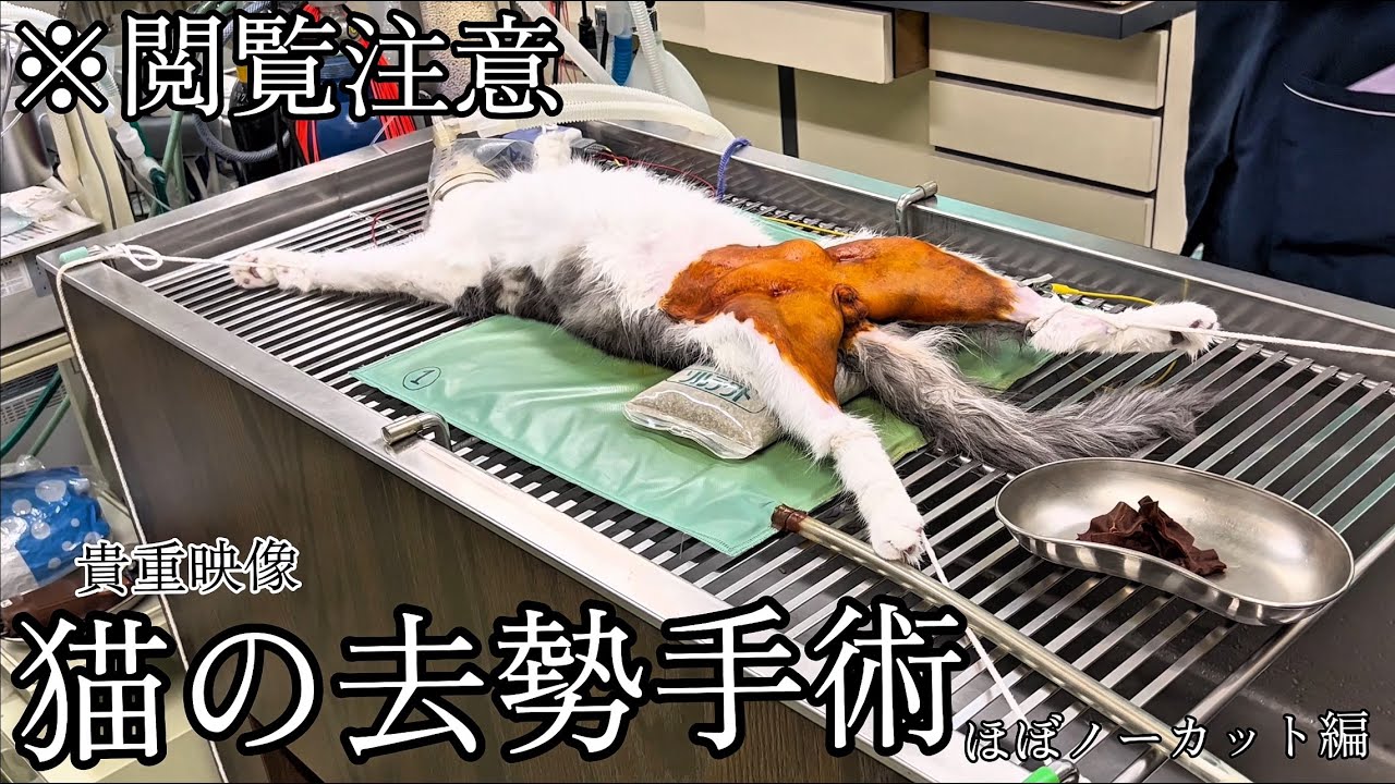 【閲覧注意】猫の去勢手術（モザイクなし）ほぼノーカット編。麻酔から縫合まで（再投稿音声あり）