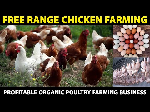 , title : 'Free range CHICKEN Farming | Organic Poultry Farming Business for Eggs and Meat'