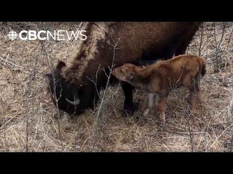Baby bison roaming Brokenhead Ojibway Nation for 1st time in decades