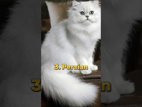 Top 10 Most Beautiful Cat Breeds In The World 😍 | #shorts #beautiful #cat
