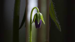 Experience the magic of nature through the lens of artificial intelligence This short video shows a beautiful flower blooming entirely
