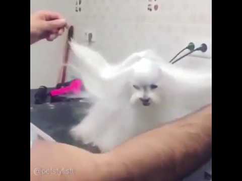 Hair cutting dog