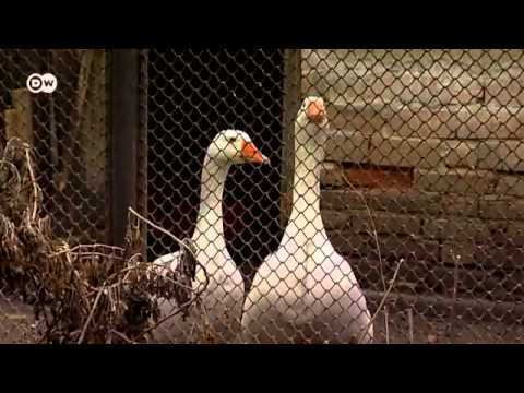 Serie : "Pequeños mundos" Capítulo 3 - Rumania: el enclave turco Ada Kaleh | Europa semanal