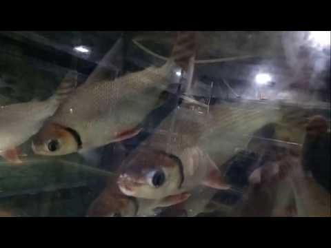 aquarium flagtail fish for sale at joes aquaworld mumbai 9833898901