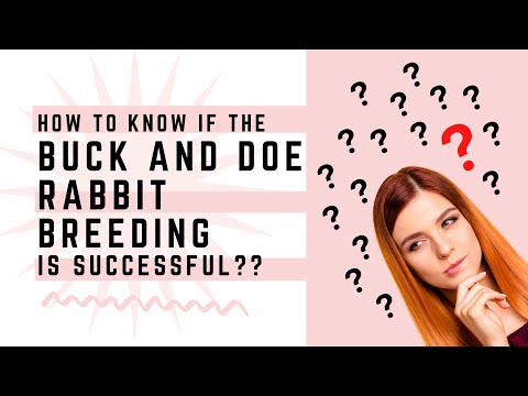 how to know if rabbit mating is successful