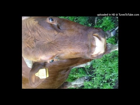 22 TERMINATION / YsⅡETERNAL / Falcom