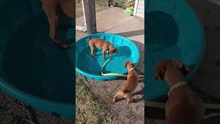 Video preview image #1 Dachshund-Doberman Pinscher Mix Puppy For Sale in Buffalo, MN, USA
