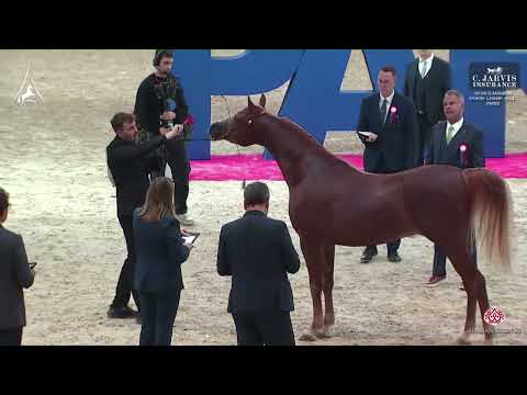 N 97 PAULUS O   World Arabian Horse Championship 2024   PARIS   Junior Males   Section B Class 5B