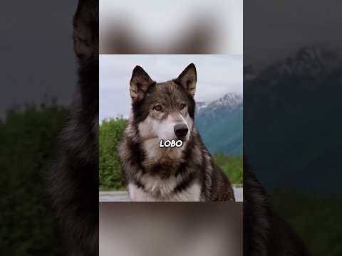 esse garoto tem uma amizade muito boa com esse lobo