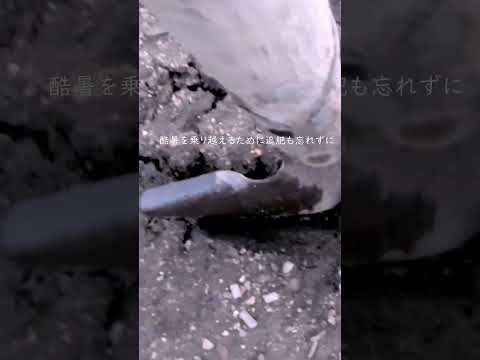 低木の根元の灰効果 野菜植物 庭の使用方法