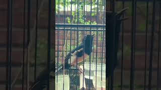 Download lagu Kacer gacor isian cililin,kenari #burung #kacer#gacor#cililin#kenari mp3 Download lagu Kacer gacor isian cililin,kenari #burung #kacer#gacor#cililin#kenari mp3