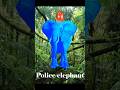 15 Elephant Sound Variations In 40 Seconds Meme Soundvariations Sound