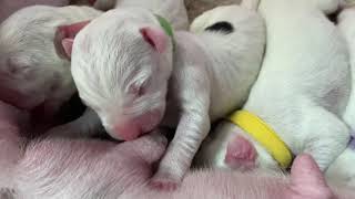 Mata Dogo Argentino First litter day 2