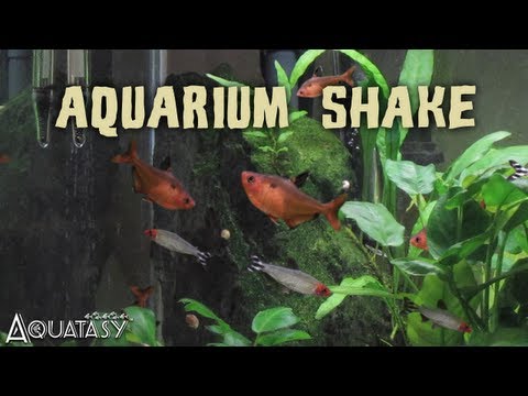 Aquatasy - Aquarium Shake