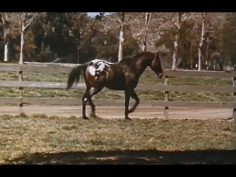 Disney's "Run, Appaloosa, Run" Season 14 Ep 7 (Opening and Closing Only)