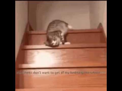 cat 😺. sleeping and falling.   no reaction. at  all😂😂😂😂