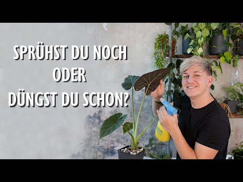 EXTRA Wachstum & Schutz für Pflanzen! SO helfen Blattdünger geschwächten Zimmerpflanzen 💚