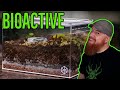 How To Build a Tarantula Bioactive Enclosure - YOU CAN DO IT!