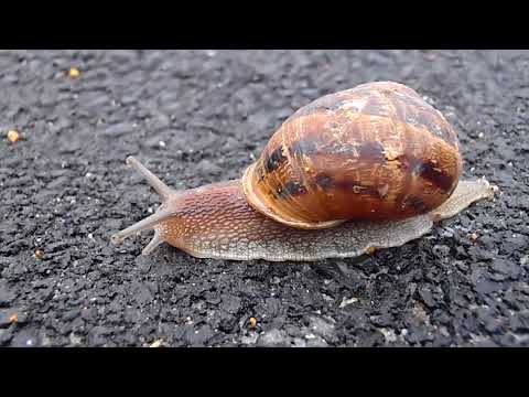 Video Of Snail Moving