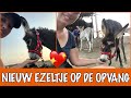 Baby ezeltje geboren. Welkom Sofietje! ❤️? | DierenpraatTV