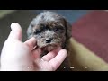 Yorkiepoo dogs for sale: Melanie - Video 1