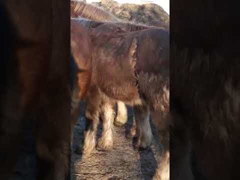 Mânji de 8,9,10 luni- 0744782178 Herghelia Fitero