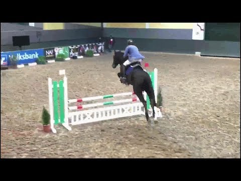 2016 jumping prospect licensed stallion by KANNAN www.sporthorses-online.com