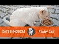 Hungry Feral Cat Meowing For Food
