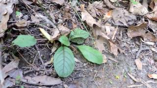 Capital Naturalist: Rattlesnake Weed