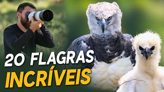 Os 20 MELHORES REGISTROS DE AVES QUE JÁ FIZ!