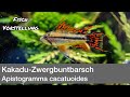 Kakadu-Zwergbuntbarsch (Apistogramma cacatuoides) | Liquid Nature Fisch Vorstellung