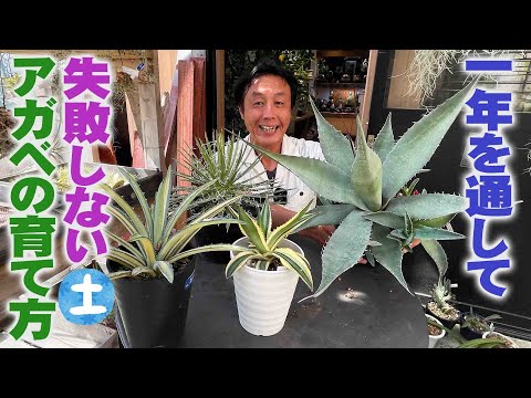 園芸 ハーバードリュウゼツラン