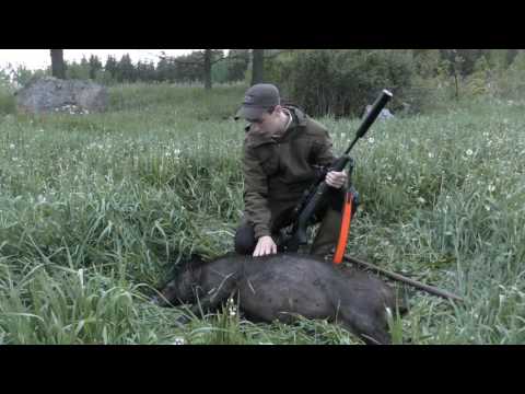 SMÅLANDSJÄGARNA - Smygjakt på Vildsvin