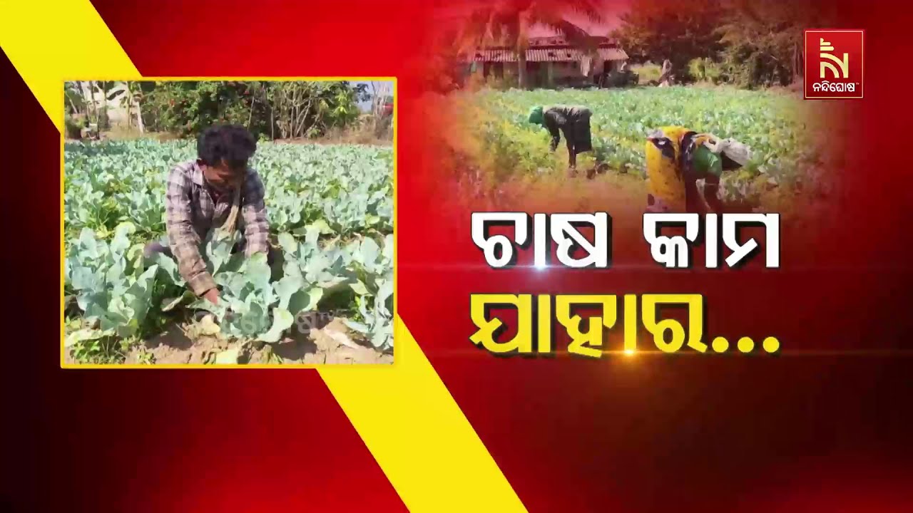 ଚାଷକାମ ଯାହାର ... | Nandighosha TV