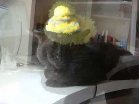 pic of my perfect cat!