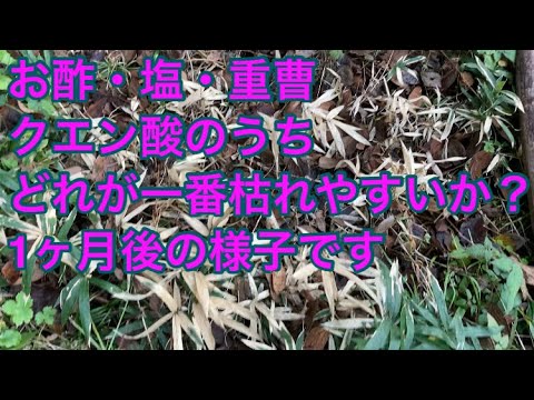 重曹と酢は天然の除草剤レシピで効果的に機能しますか?  庭園