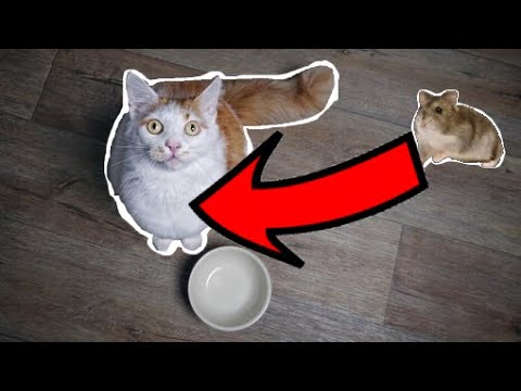 YouTube video about: How do I know if my cat ate my hamster?