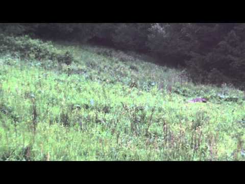 dziki, polowanie, mysliwi