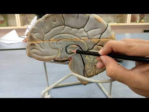 Medial surface of cerebral hemisphere