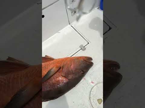 Popping for cubers snapper at the wild coast of Colombia #darienlodge #cuberasnapper #popping