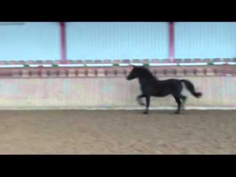 Verkauft: Rappe von Nemax