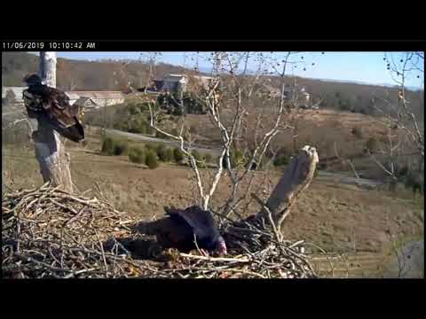Pair of Vultures Visit NCTC Bald Eagle Nest - Perform Restorations - Nov 6, 2019