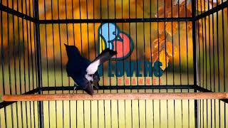 Download lagu PANCINGAN SUARA TLEDEKAN GUNUNG PALING JERNIH.. BUAT NAIKIN MENTAL TLEDEKAN BAHAN LANGSUNG RESPON. mp3