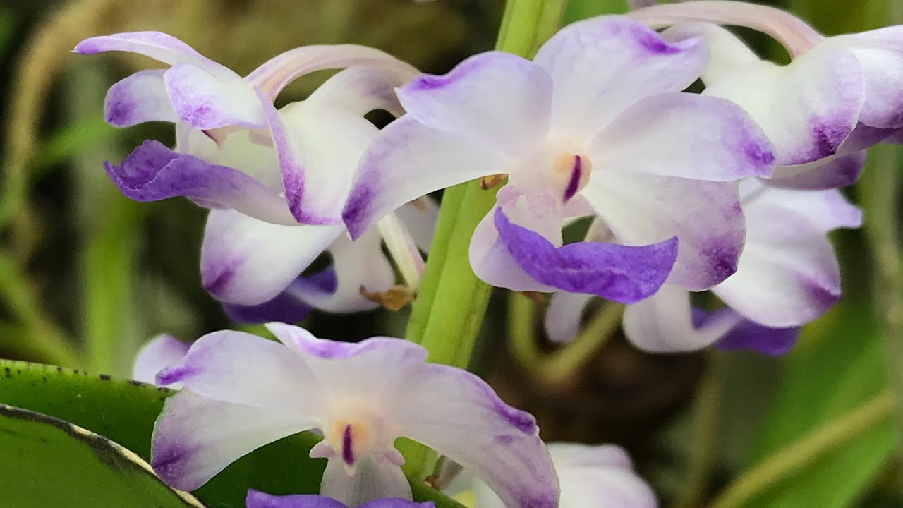 Vanda orchid in bloom:  Rhynchostylis coelestis “Blue”